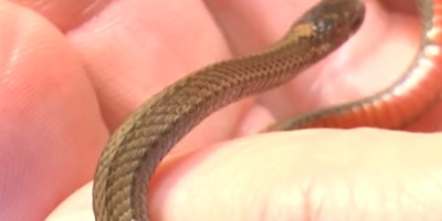 Bridgeport snake
